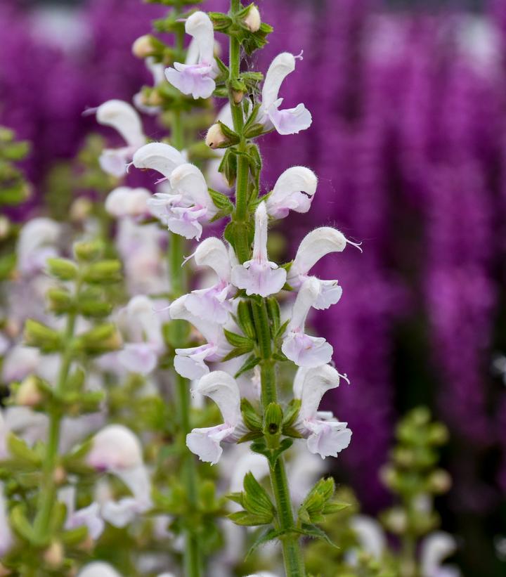 Salvia Color Spires® 'Snow Kiss'