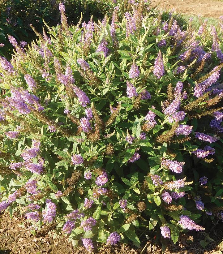 Buddleia davidii Dapper® Lavender