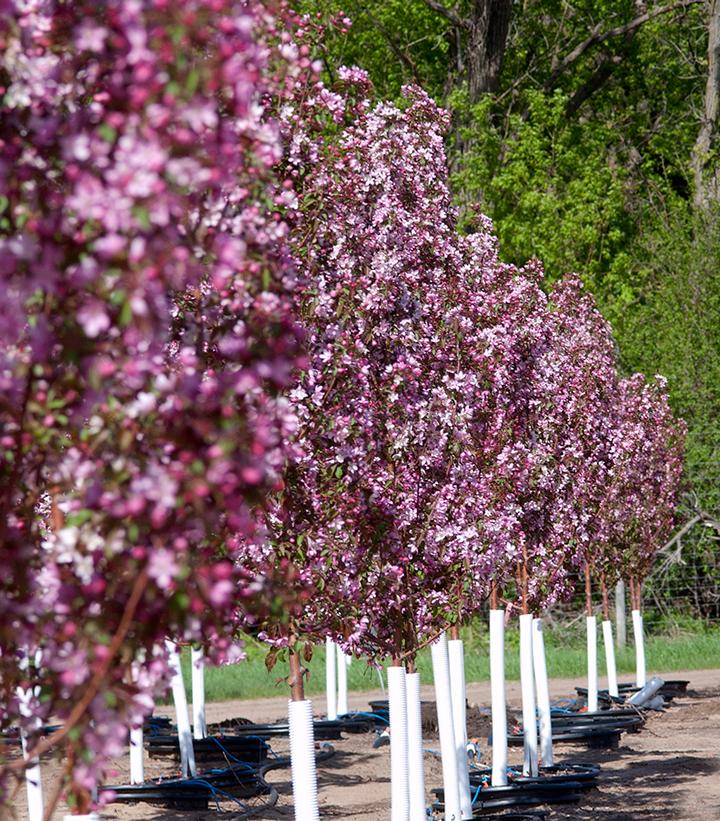 Malus 'Pink Spires'