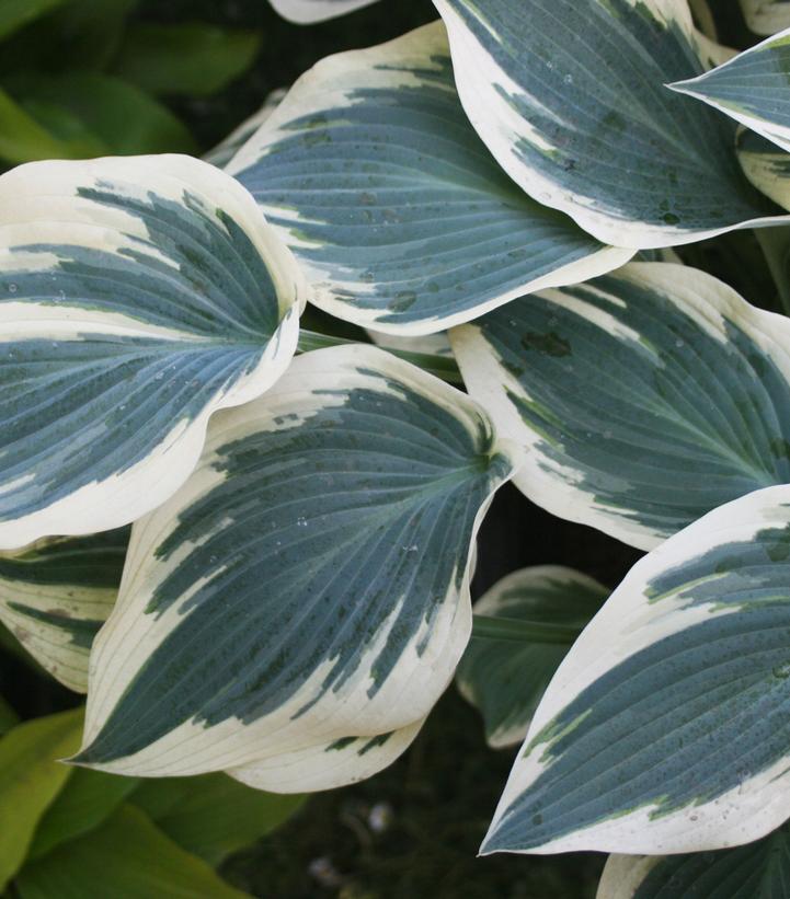 Hosta 'Blue Ivory'