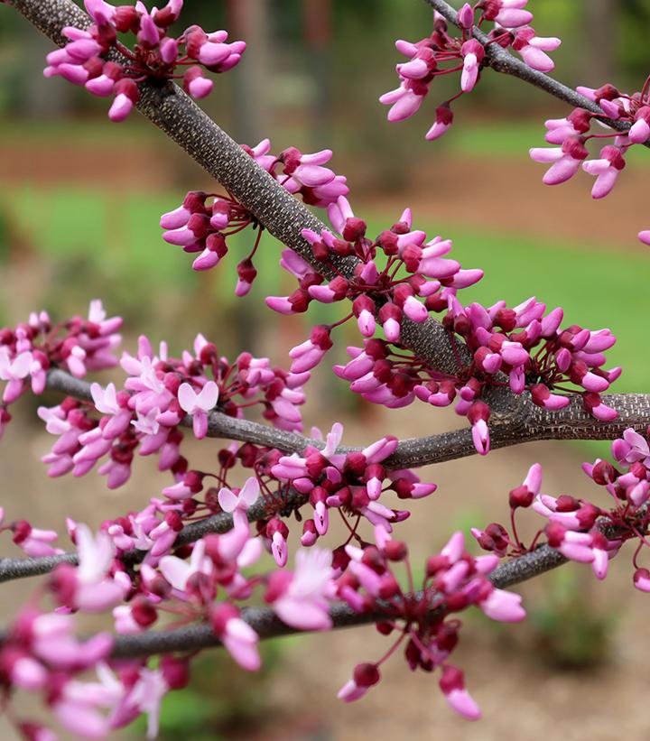 Cercis canadensis Midnight Express®