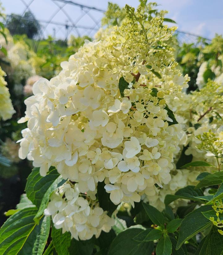 Hydrangea pan. Love-A-Lot™ Pink