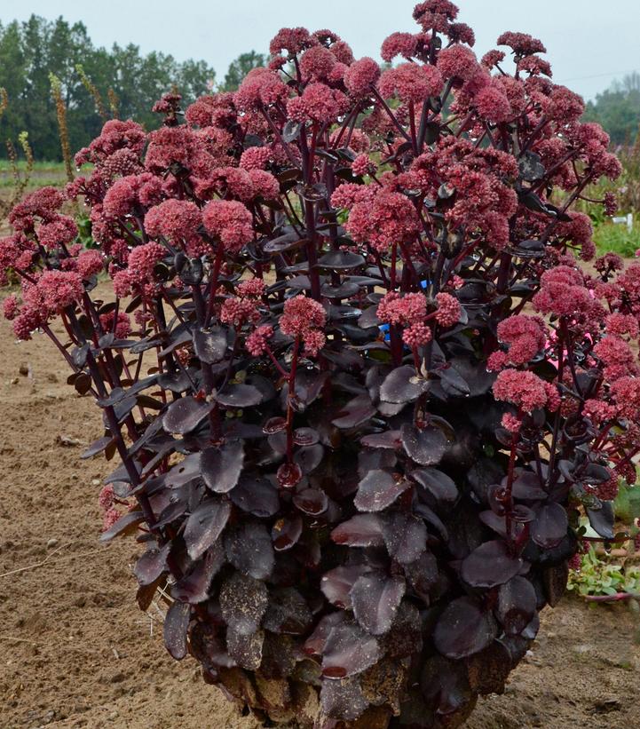 Sedum 'Night Embers'