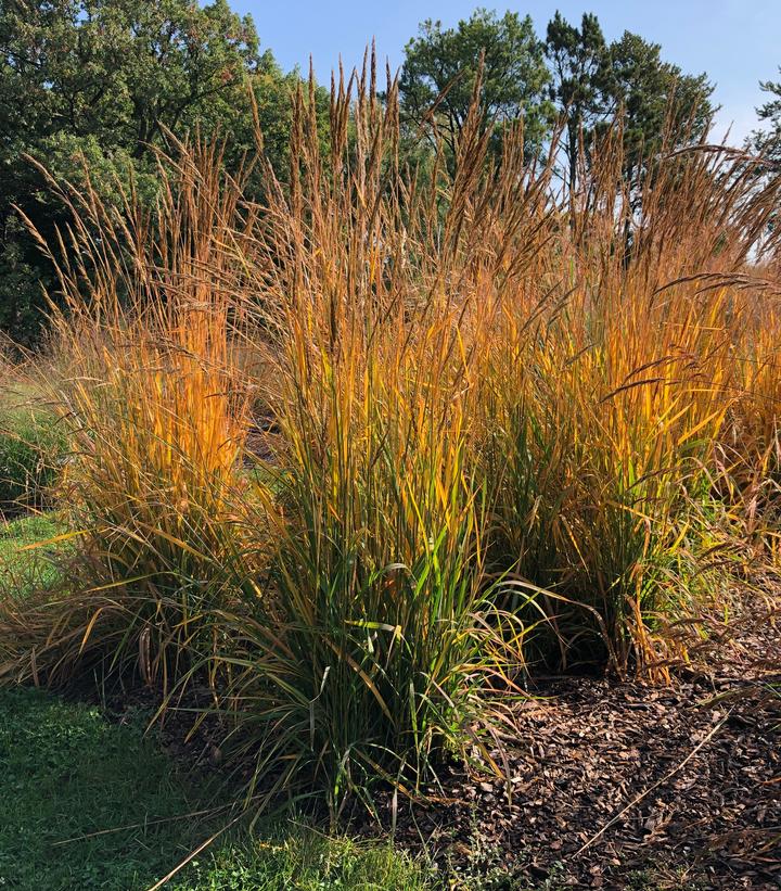 Sorghastrum nutans Golden Sunset™