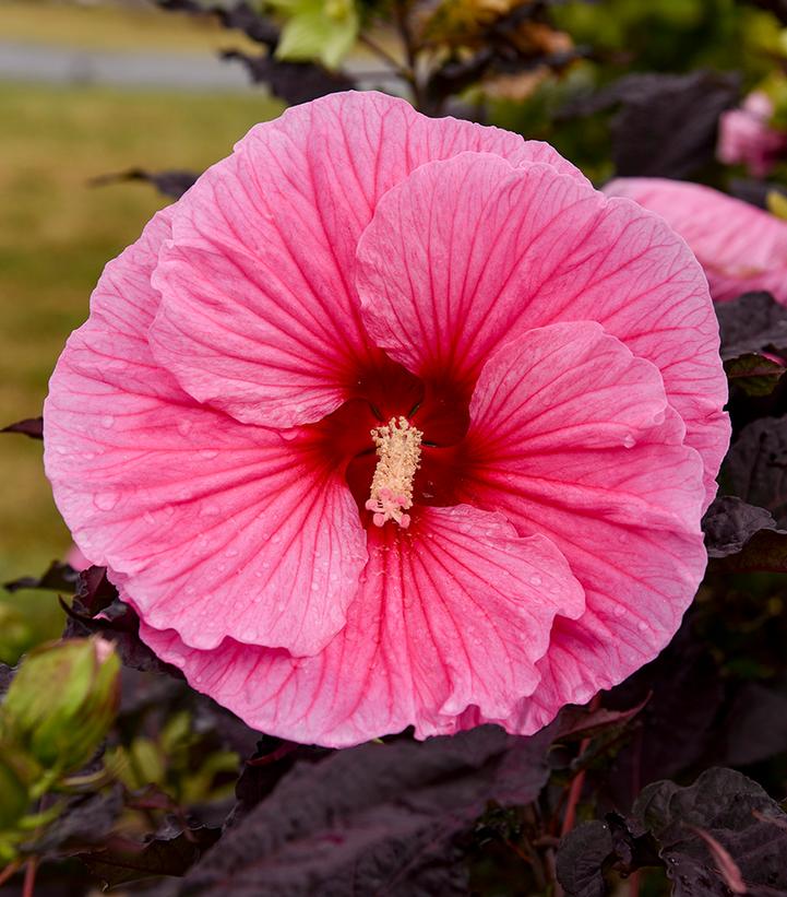 Hibiscus Summerific® 'Edge of Night'