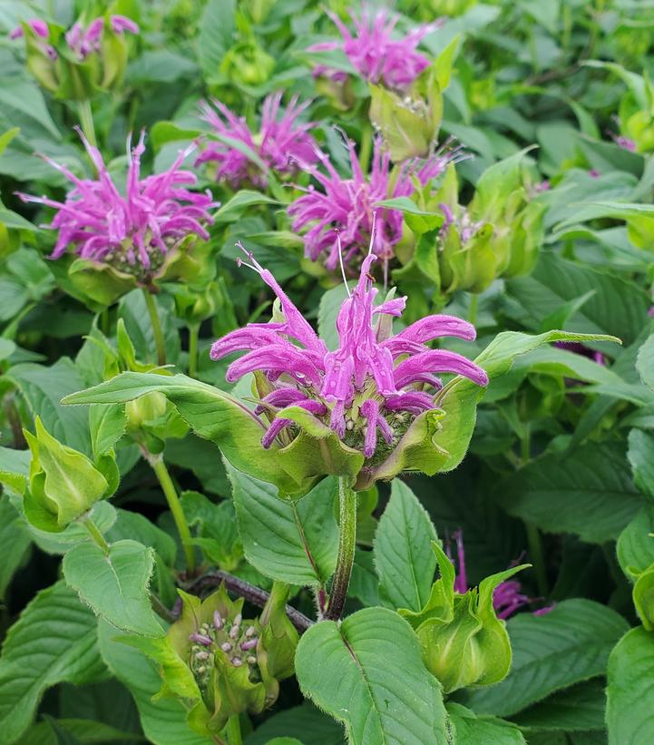 Monarda Blue Stocking