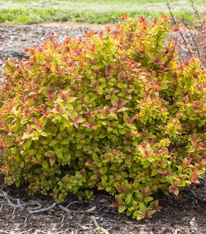 Spiraea japonica Empire® Northern Lights™