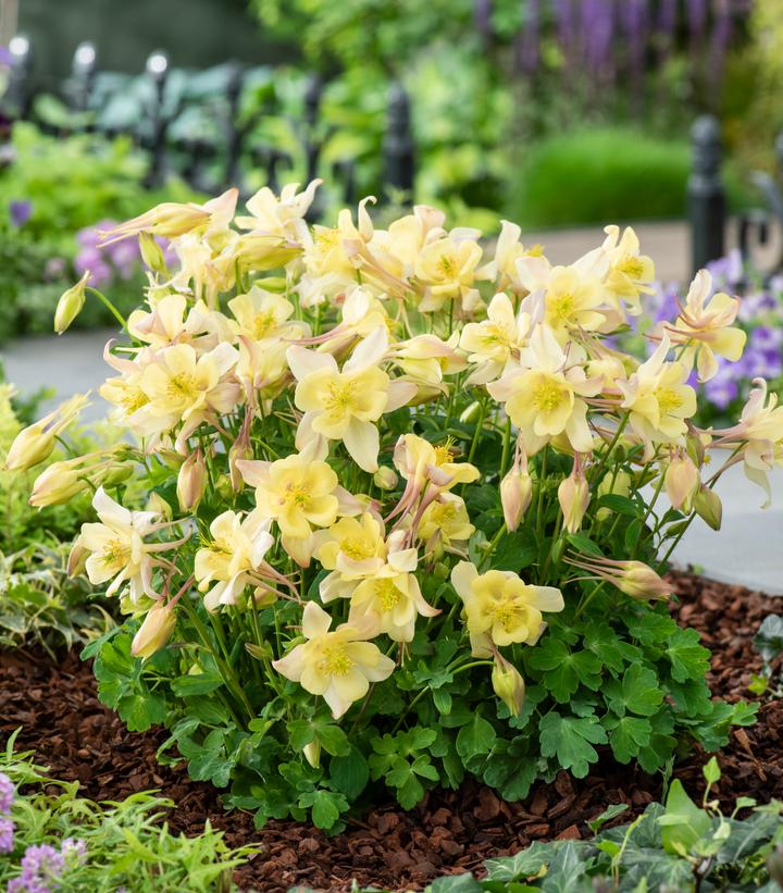 Aquilegia x Earlybird™ Yellow