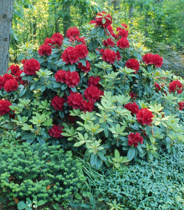 Rhododendron 'Firestorm'