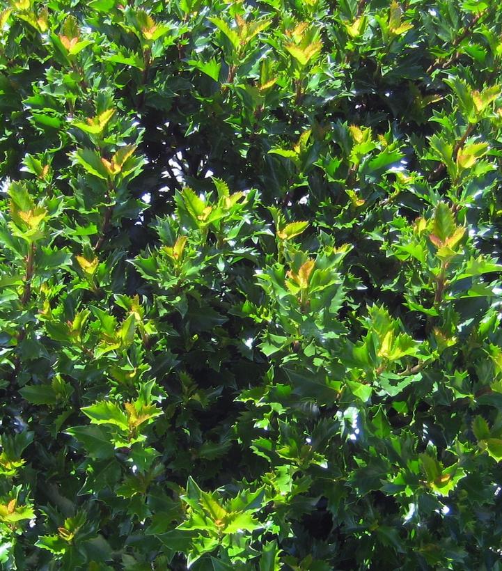 Ilex x meserveae Emerald Magic®