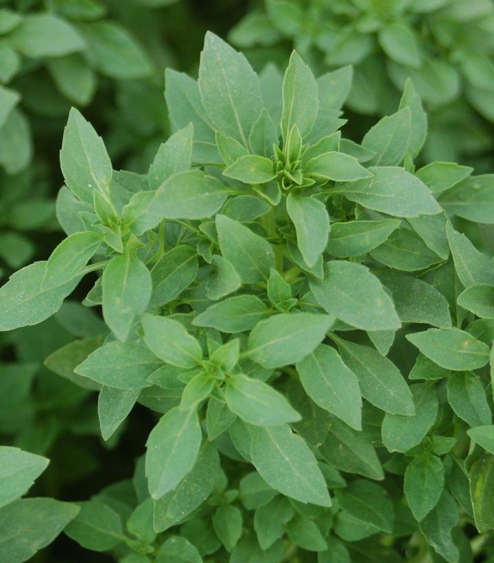 Ocimum b. Spicy Globe