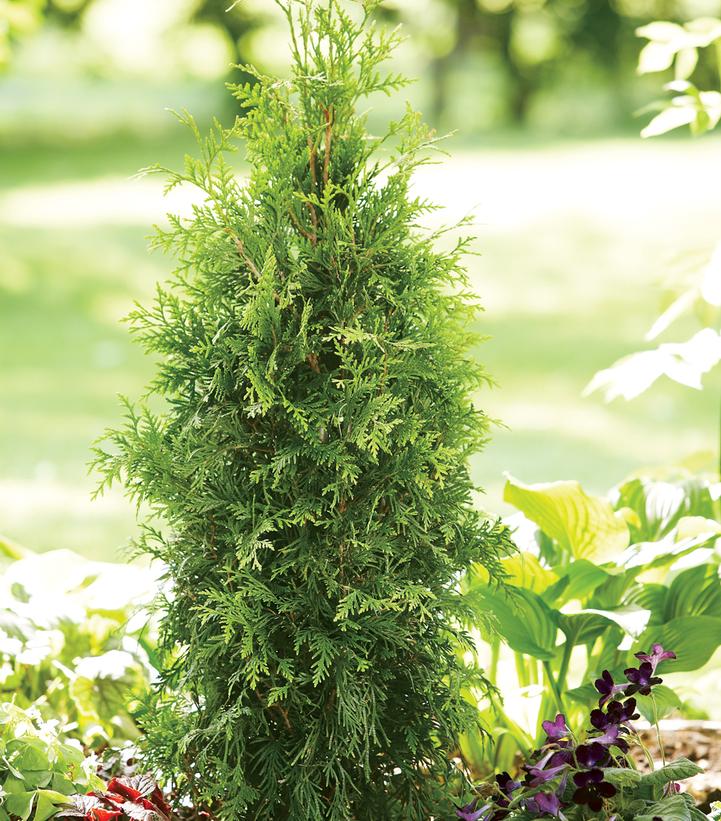 Thuja plicata Spring Grove®