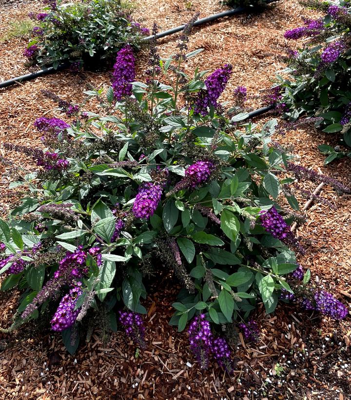 Buddleia Blueberry Pie™