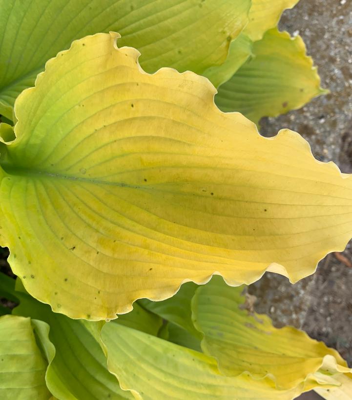 Hosta Shadowland® 'Echo the Sun'