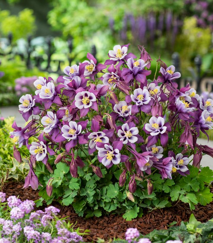 Aquilegia x Earlybird™ Purple White