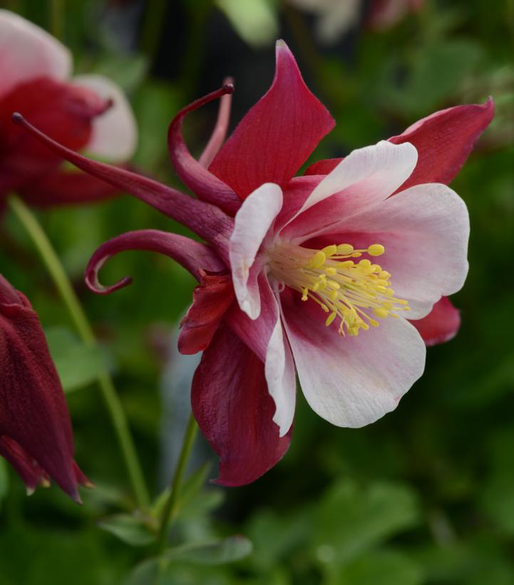 Aquilegia x Earlybird™ Red White