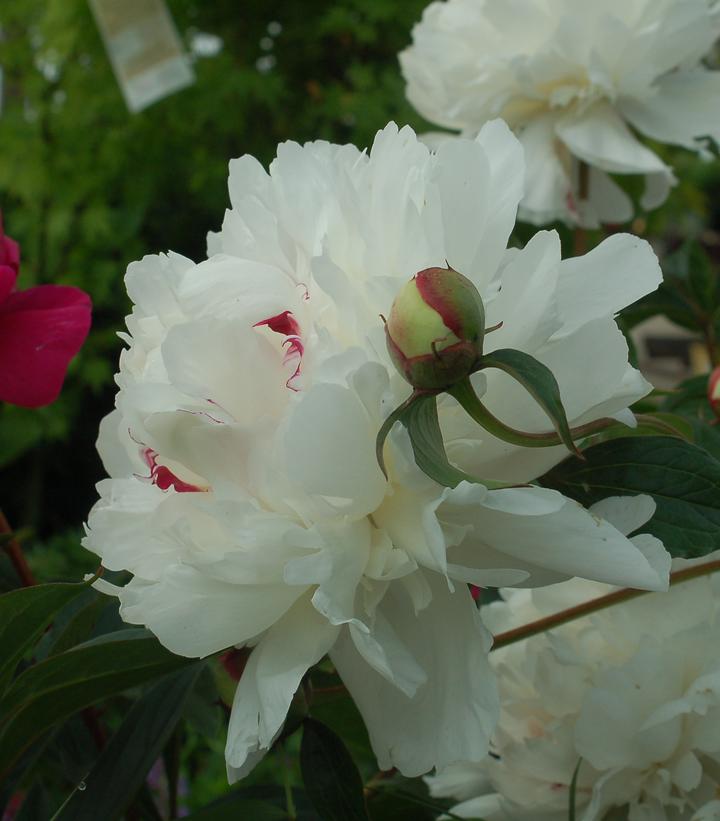 Paeonia Festiva Maxima