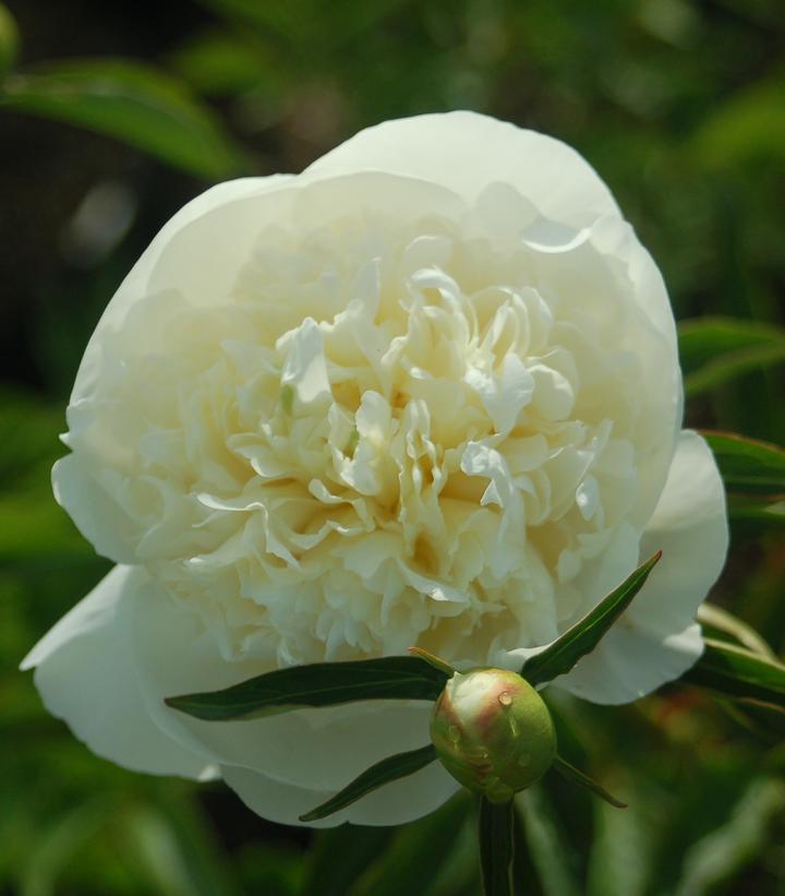 Paeonia Duchesse De Nemours