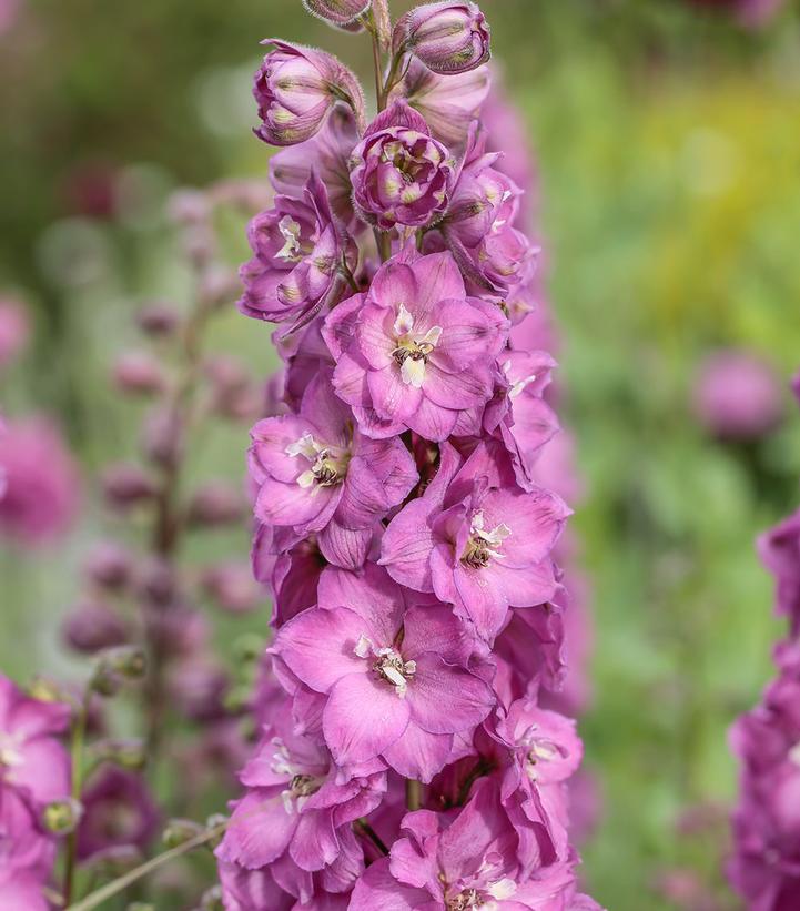 Delphinium Delgenius® 'Chantay'