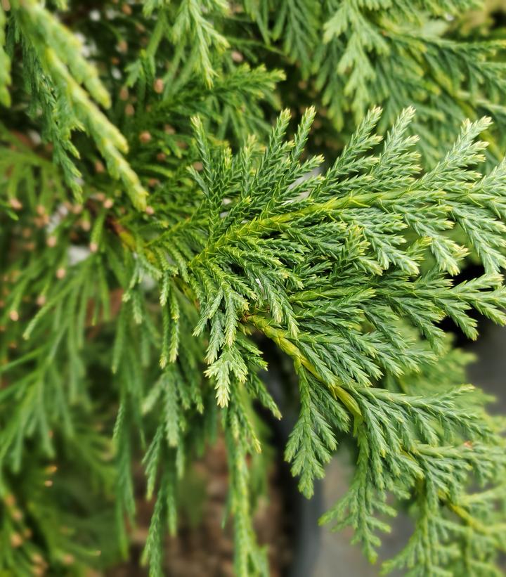 Chamaecyparis nootkatensis 'Glauca'