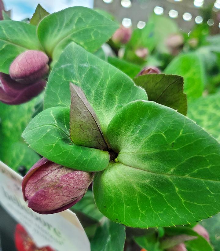 Helleborus x Frostkiss® Vibey Velvet™