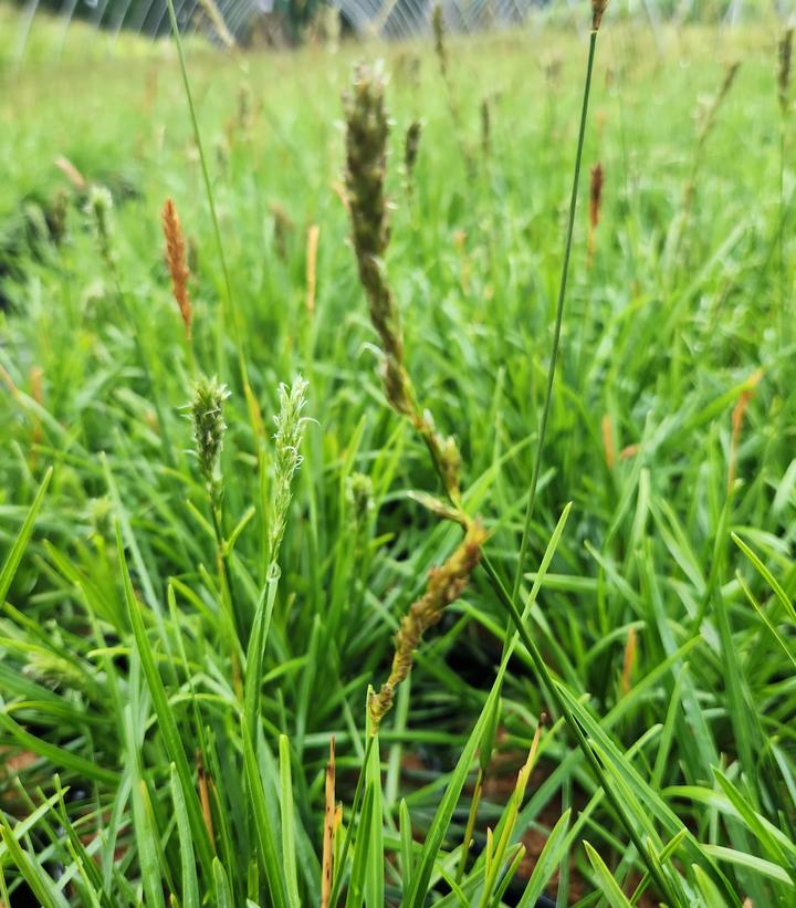 Sesleria 'Greenlee Hybrid'