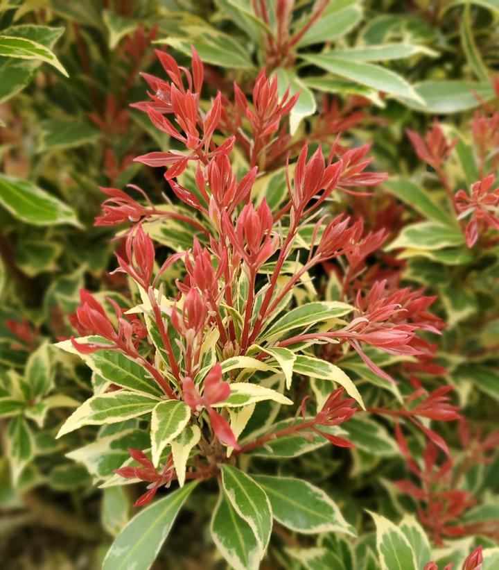 Pieris jap. 'Variegata'