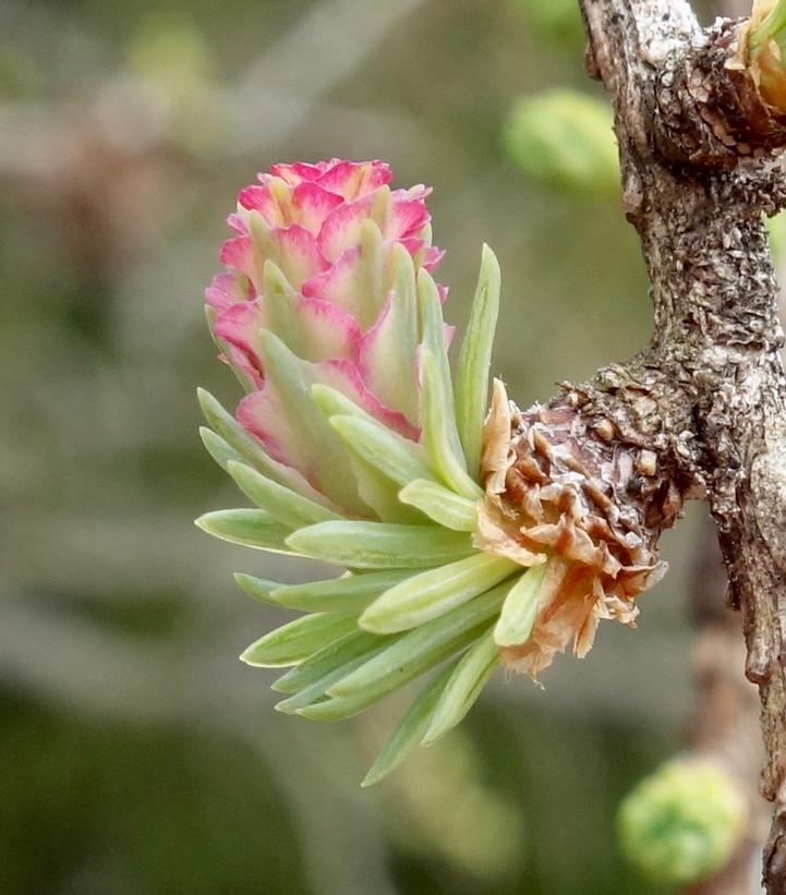 Larix larcinia 