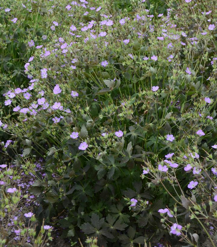 Geranium maculatum 'Crane Dance'