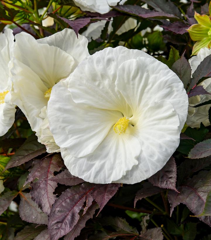 Hibiscus SUMMERIFIC® 'Cookies & Cream'