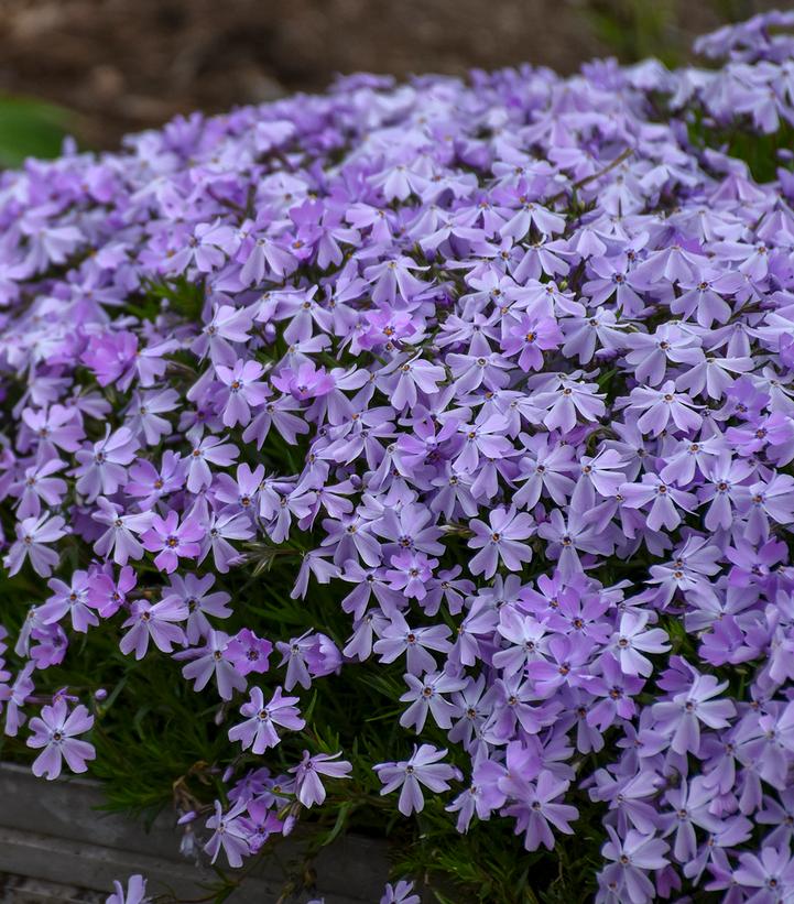 Phlox subulata 'Emerald Blue'