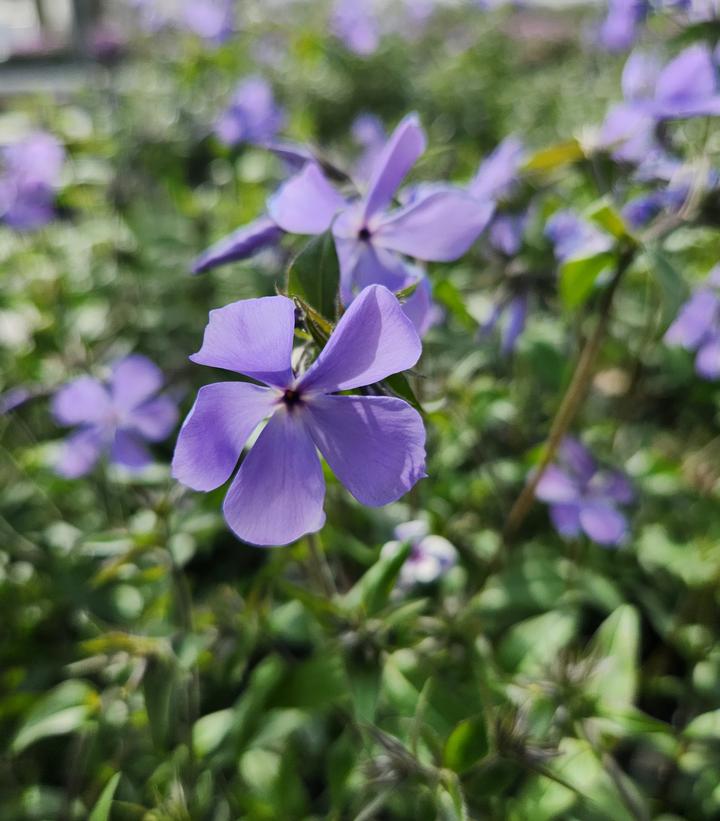 Phlox divaricata 'Blue Moon'