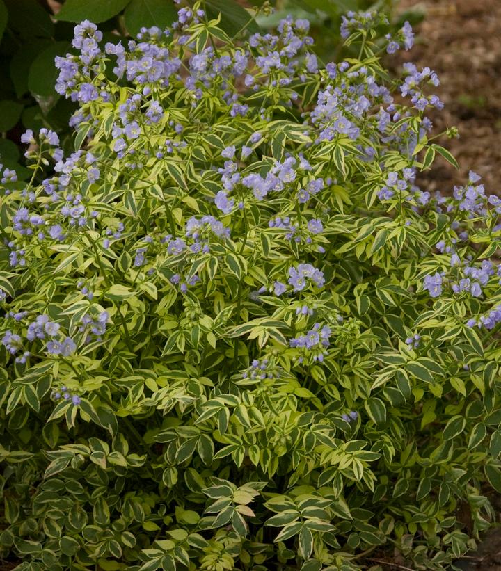 Polemonium r. Stairway to Heaven