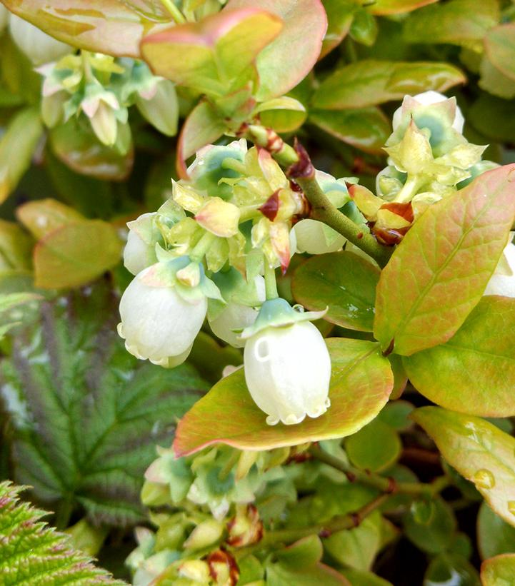 Vaccinium corymbosum hybrid Bushel and Berry™ Bushel and Berry® Jelly Bean®