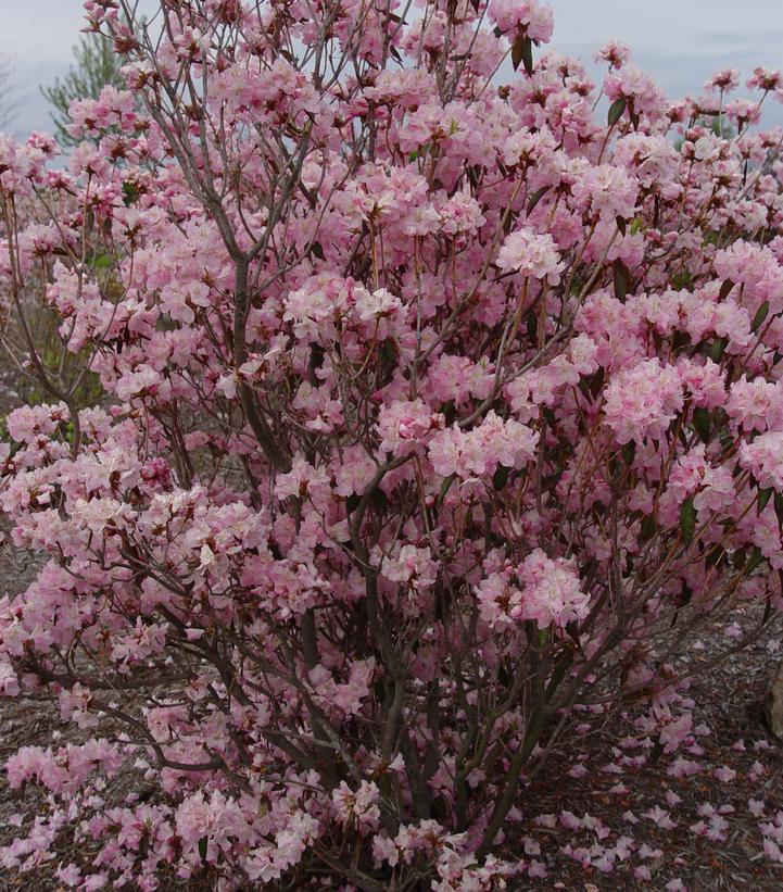 Azalea mucronulatum 'Cornell Pink'