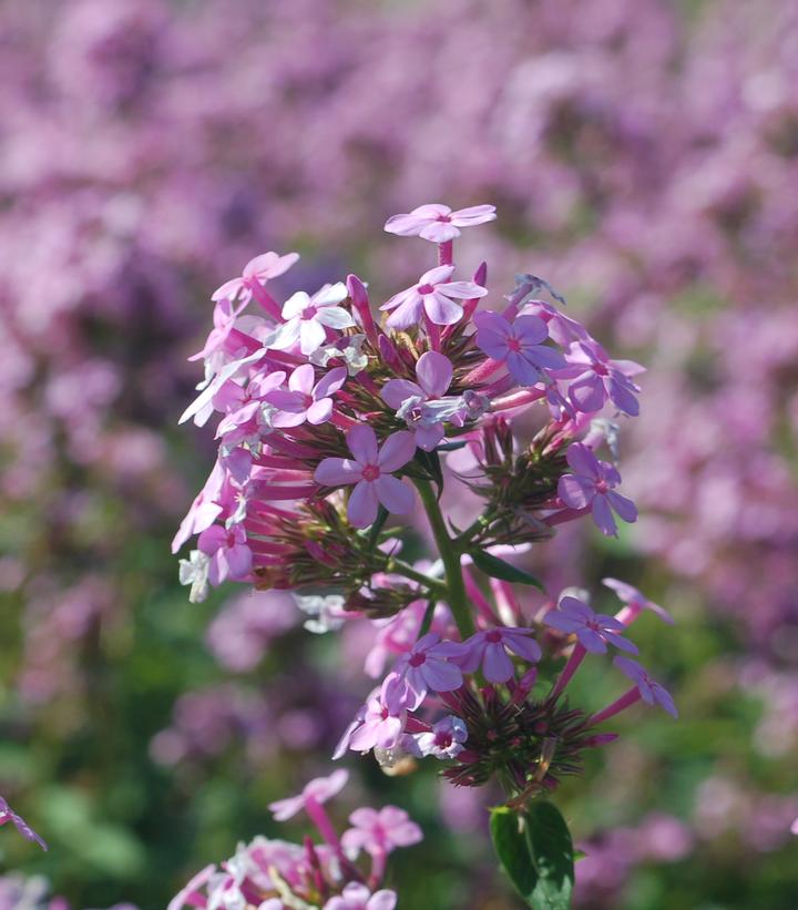 Phlox paniculata 'Jeana'