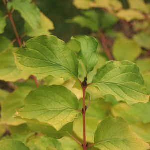 Cornus sanguinea Arctic Sun®