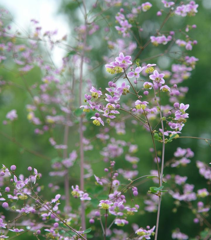 Thalictrum rochebrunianum 