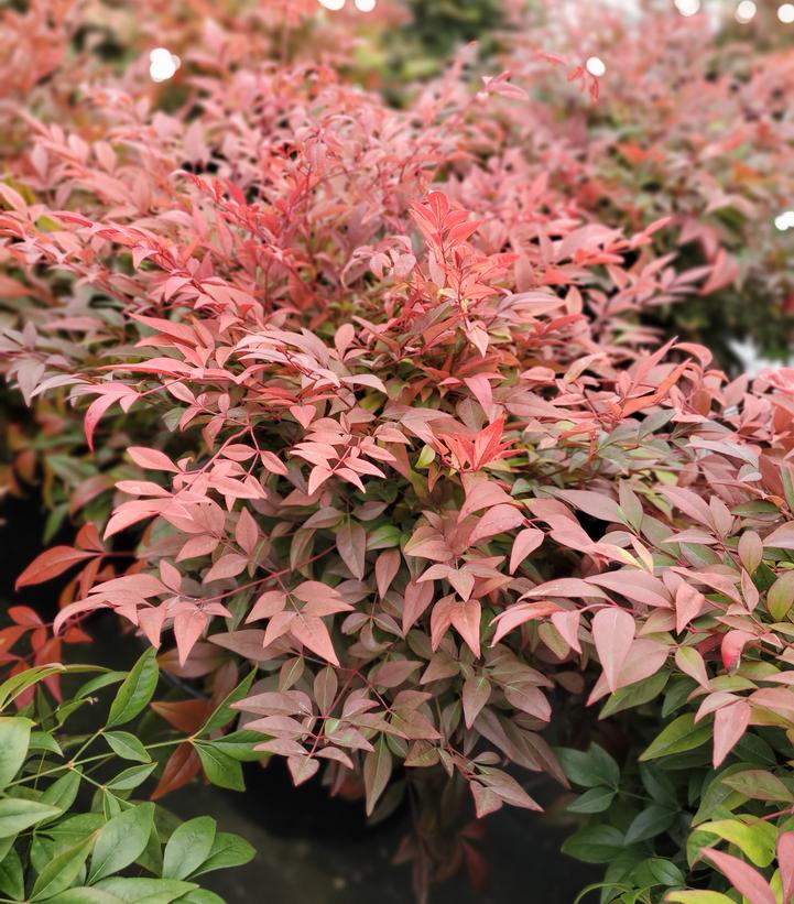 Nandina dom. Gulf Stream