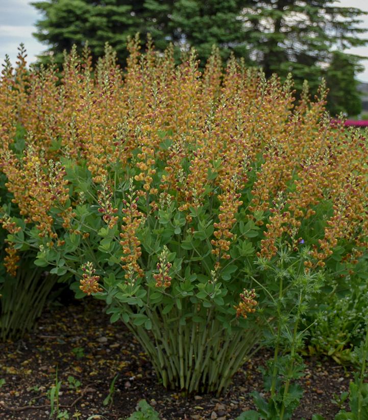 Baptisia hybrid Decadence® Decadence® Cherries Jubilee