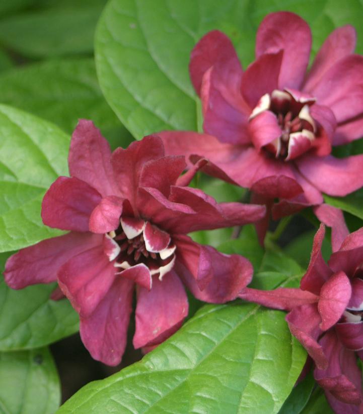 Calycanthus r. Hartlage Wine