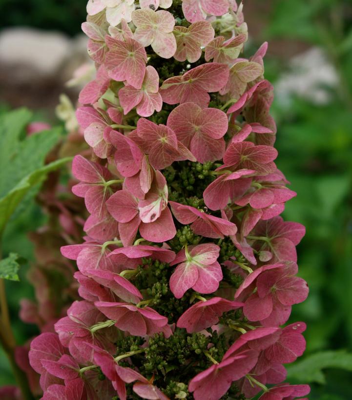 Hydrangea quercifolia Jetstream™