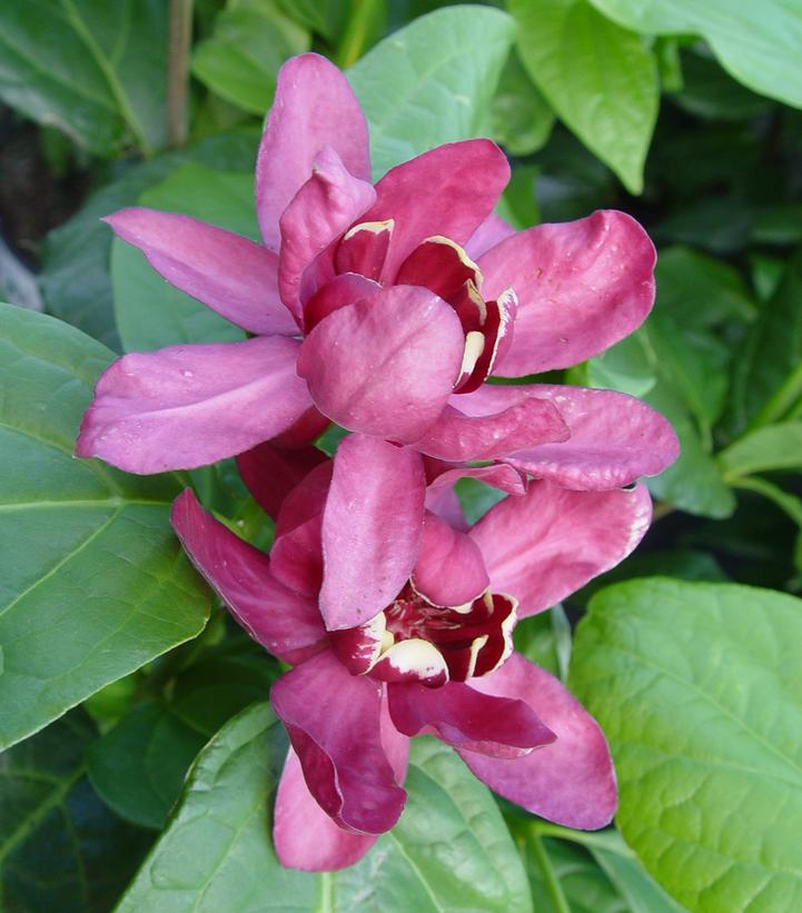 Calycanthus X Aphrodite