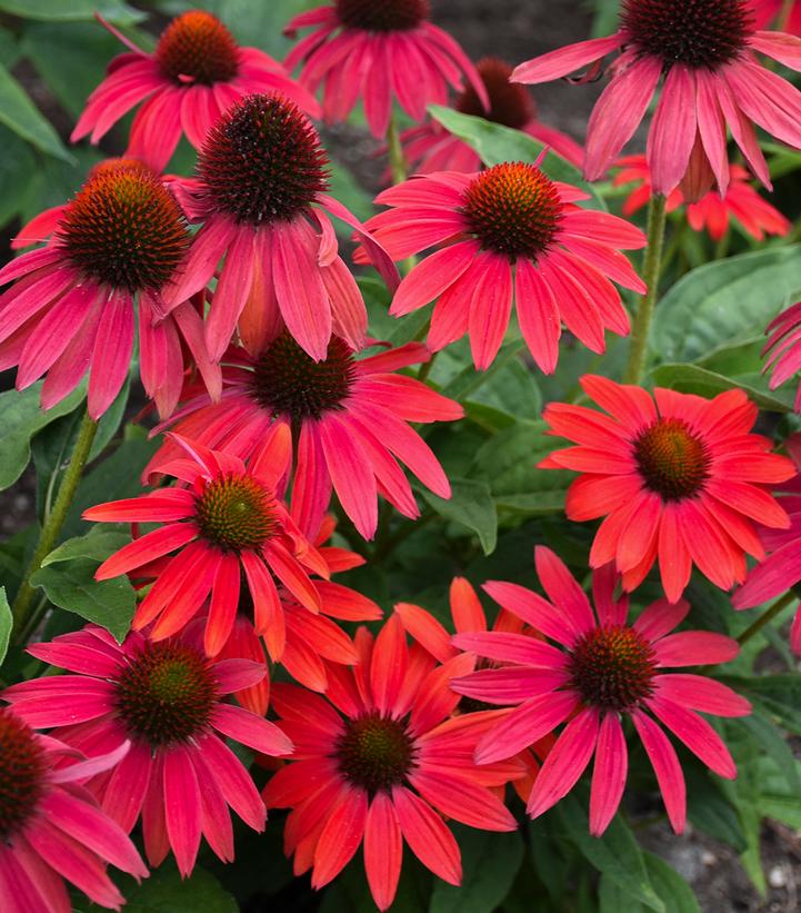 Echinacea purpurea SUMMERSONG™ Firefinch™