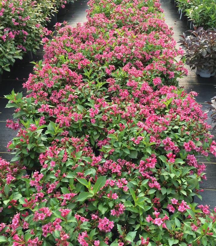 Weigela florida Snippet® Dark Pink