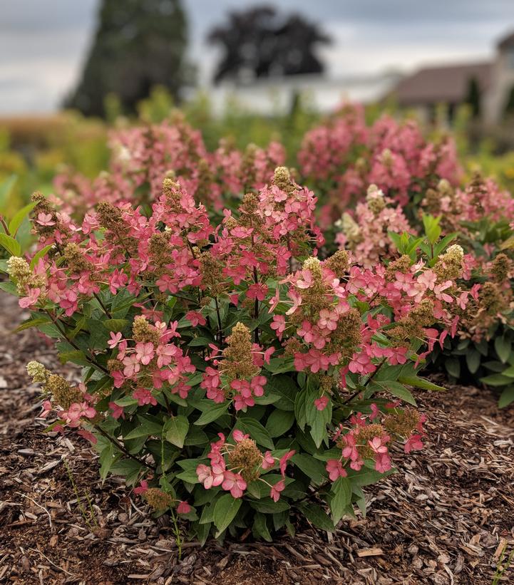 Hydrangea pan. Flare™