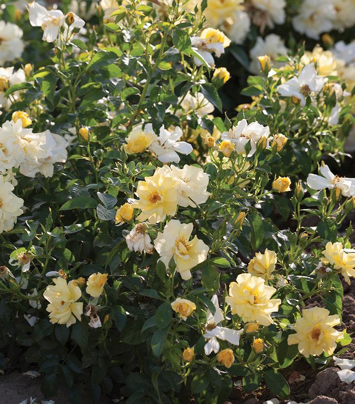 Rosa Lemon Drift®