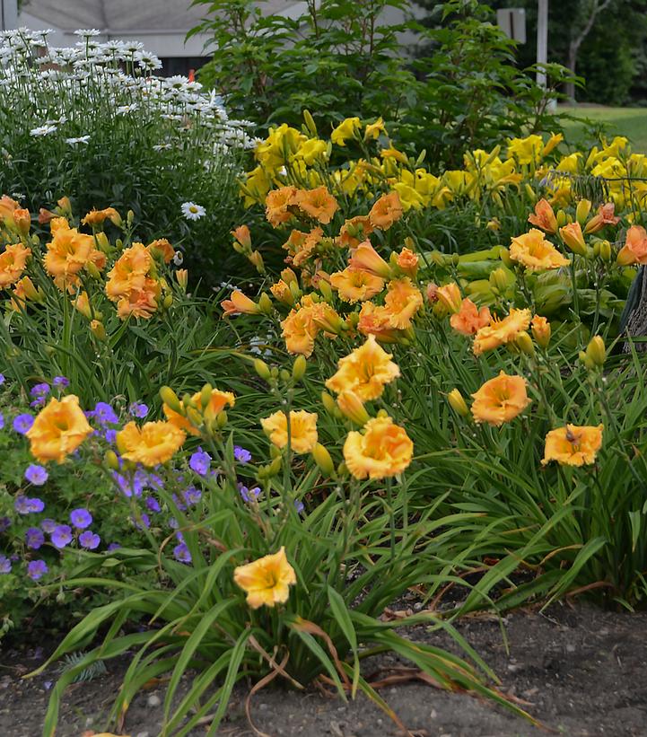 Hemerocallis hybrid Rainbow Rhythm® 'Orange Smoothie'