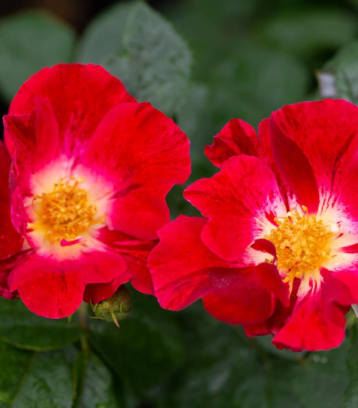 Rosa 'Red Streamer'