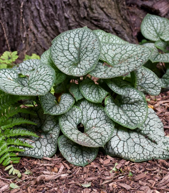 Brunnera macrophylla 'Jack of Diamonds'